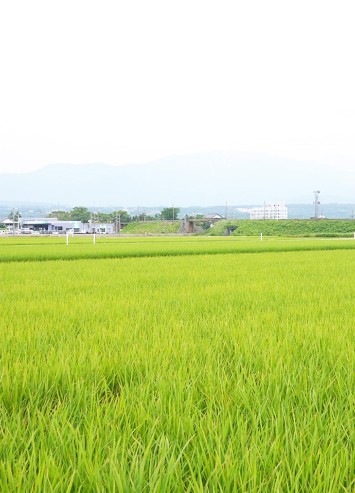 富山 黒部の専業米農家〈無農薬米・減農薬米〉濱田ファームの様子